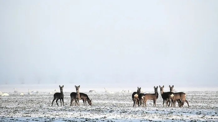 冬天白色背景风景大树