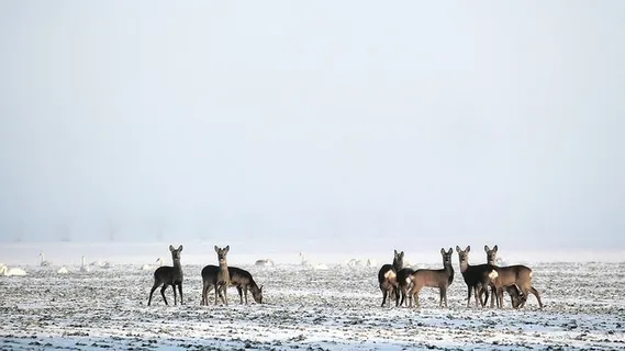 冬天白色背景风景大树