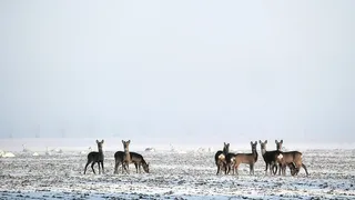 冬天白色背景风景大树