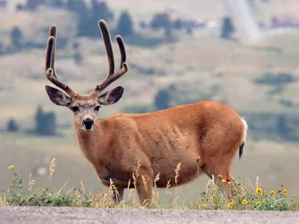野生麋鹿图片 野生麋鹿图片