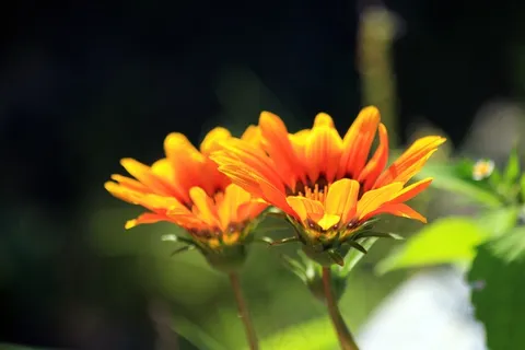 黄色鲜花壁纸图片 黄色鲜花壁纸图片