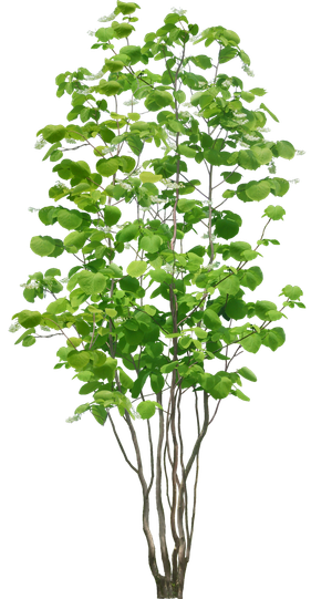 高清树木素材 免抠PSD植物素材 美术绘画园林贴图 树草灌木花草