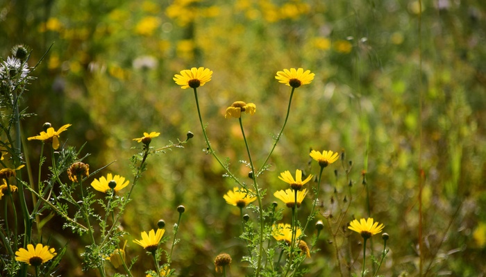 黄色茼蒿花图片