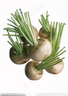 蔬菜瓜果-短小的萝卜
