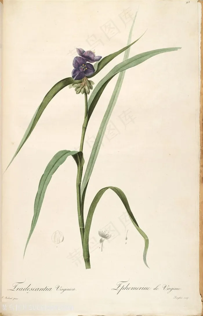 雷杜德原版高清唯美紫色花卉插画