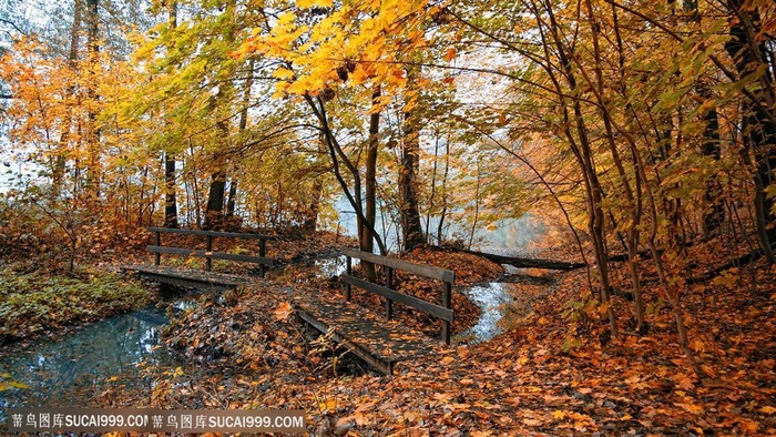 秋天落叶湖泊摄影