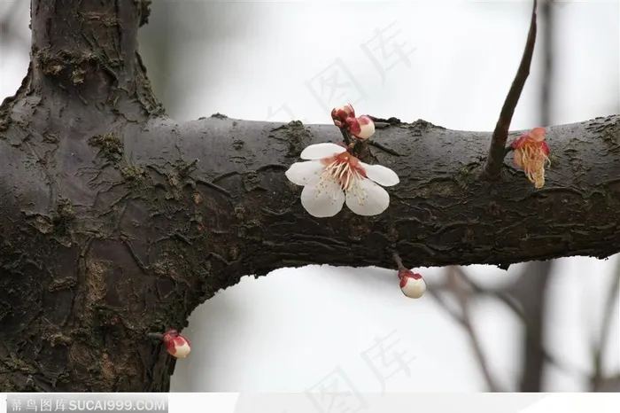 梅花情缘-树干上的白色小梅花