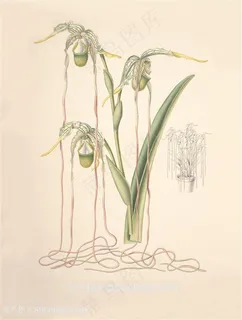 淡雅唯美兰花彩绘插画