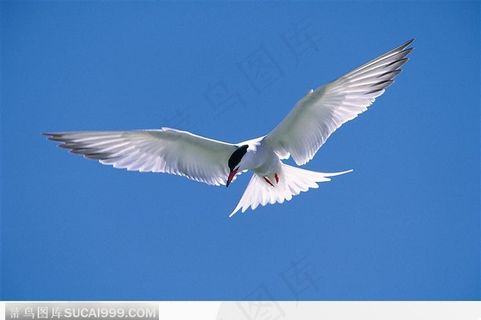 飞翔的鸟