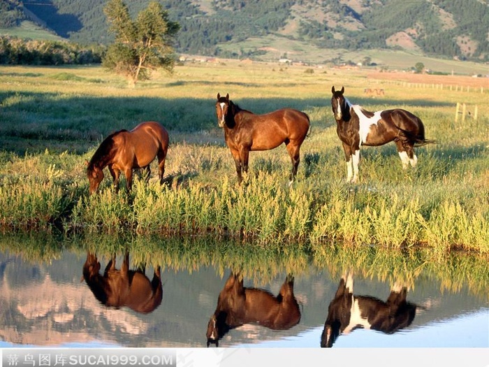 三只黄马排队饮水