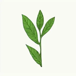 一小枝树叶png免抠