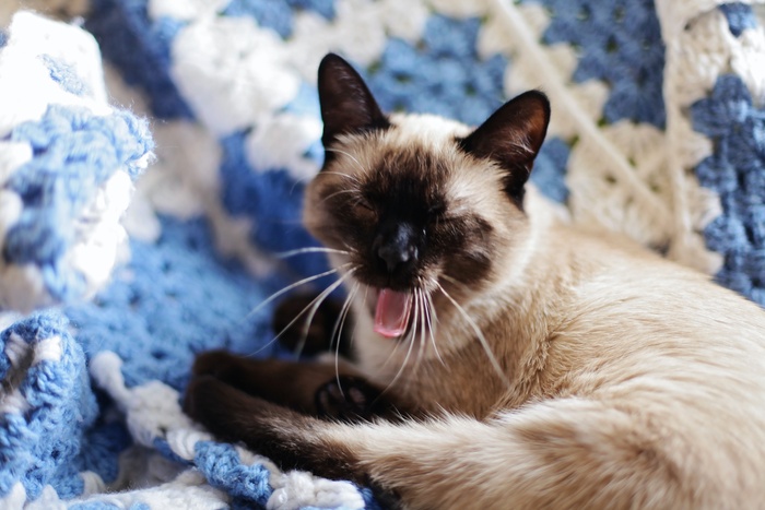 可爱猫咪猫猫摄影素材