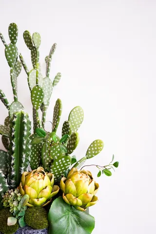 绿色仙人掌仙人球摄影素材