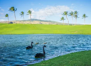 湖泊黑天鹅图片