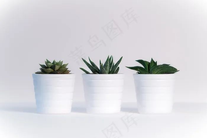 多肉盆栽白色背景图片
