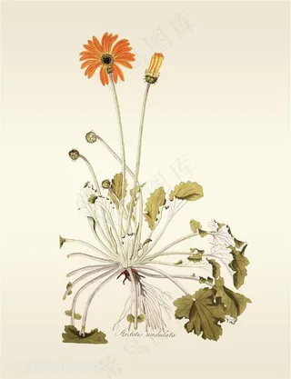 绿色植物花卉唯美装饰画插画