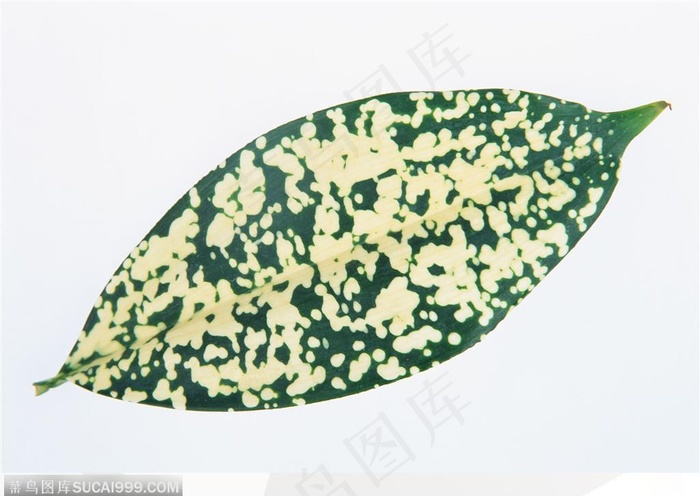 漂亮树叶-黄色斑点的叶子