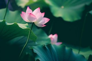 绿色清爽荷花节气背景