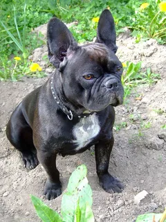 黑色法国斗牛犬图片 黑色法国斗牛犬图片