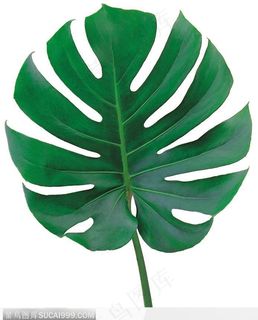 叶片标本(扇形) 叶片标本(扇形)