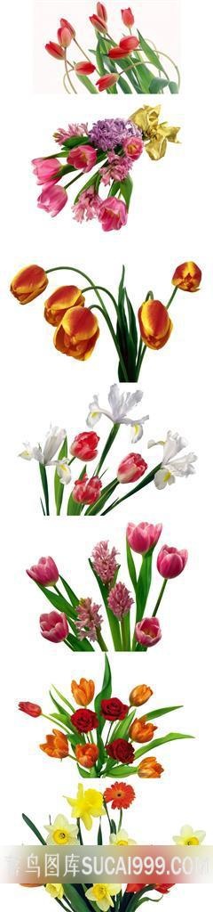 精美郁金香鲜花摄影