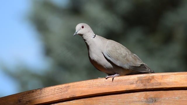 鸽子, 鸟, 羽毛, 飞行, 市鸽, 花园, 火鸡鸽, 翅膀