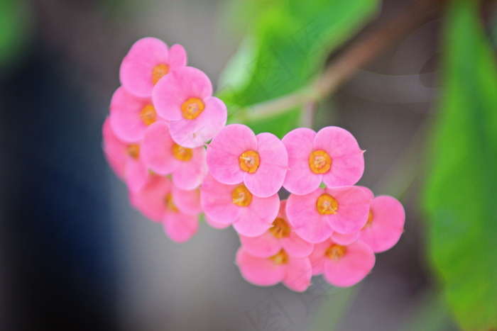 粉色观赏花图片