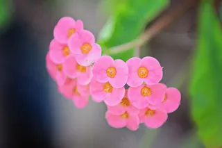 粉色观赏花图片