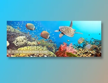 海底下的海洋生物近景摄影高清图片