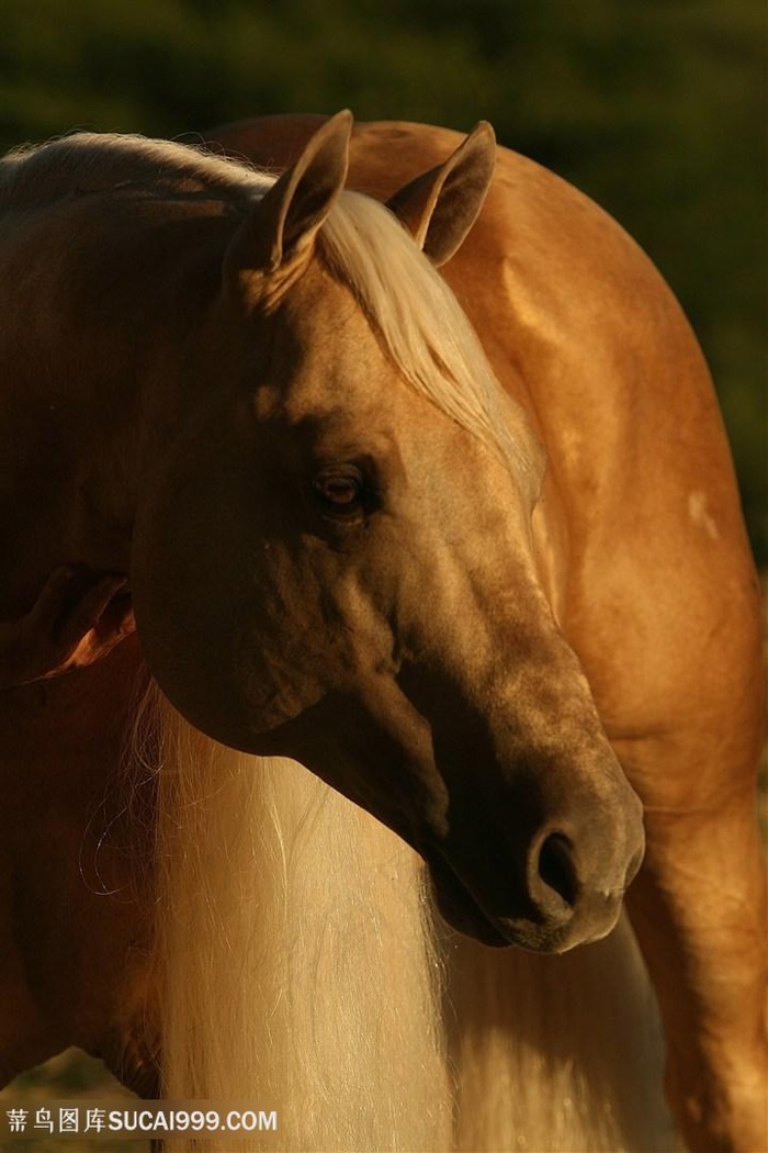黄色骏马高清特写图片