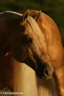 黄色骏马高清特写图片