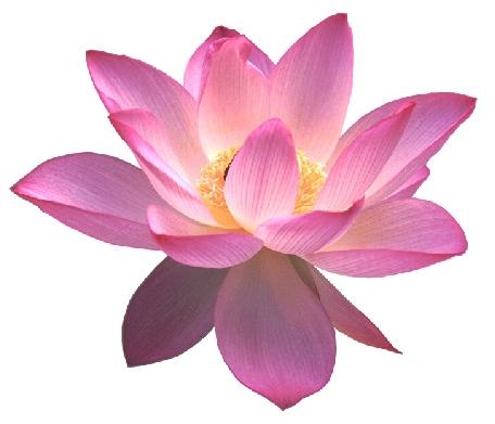莲花 PNG免抠(456x391)