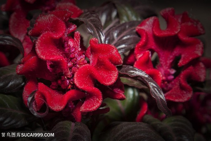 美丽鸡冠花图片