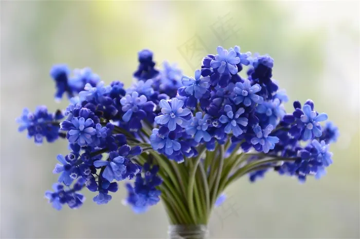 蓝色的小鲜花图片