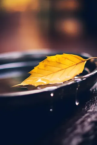 秋叶滴水温馨意境背景