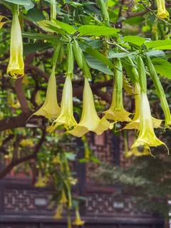 黄色曼陀罗花卉图片