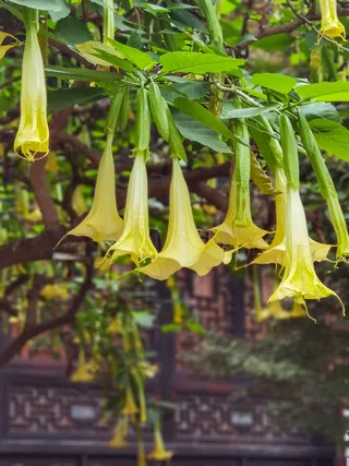 黄色曼陀罗花卉图片