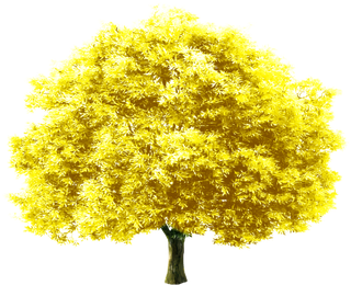大树黄树免抠图