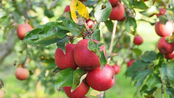 树上成熟的苹果