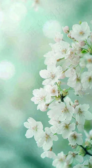 春天白色的樱花花朵和嫩芽开满枝头立春，春分摄影图