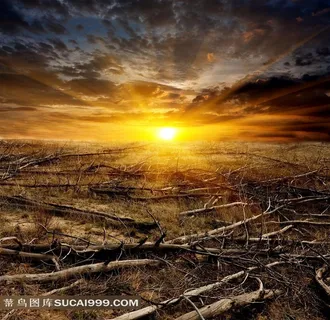 天空云彩太阳与枯树枝摄影高清图片