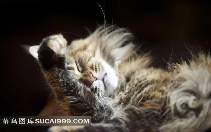 闭着眼睛抱着头的猫