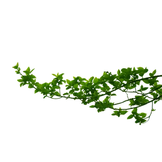 树木树枝树叶免扣素材