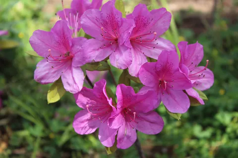 杜鹃花图片 杜鹃花图片