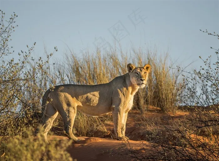 唯美野生动物迷茫的狮子图片