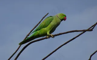 树枝上绿色鹦鹉图片