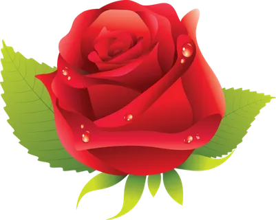 鲜花玫瑰免扣素材 鲜花玫瑰免扣素材