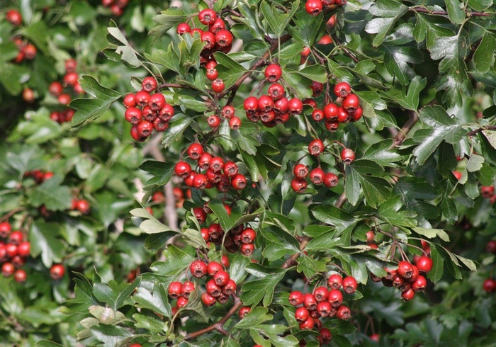 阳光下树上的果实