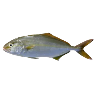 鱼类(14)海鲜超市商品红酒白底图免抠实物摄影png格式图片透明底