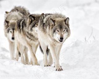 唯美野生动物三头雪地上的狼图片